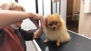 Груминг и стрижка Шпица, видео №1. Весь процесс. "Медвежонок". Уроки груминга. Зоосалон у Мишки.