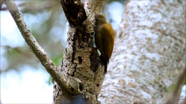Carpintero oliva chico (Veniliornis passerinus). смотреть онлайн