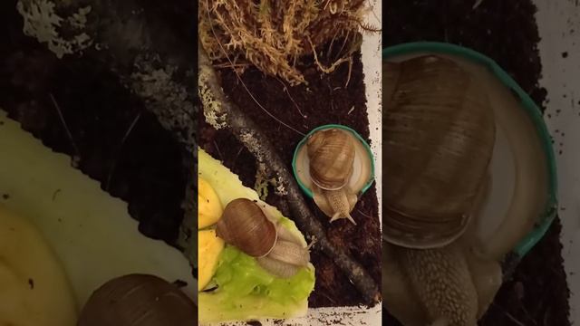 Улиточки в новом доме?!