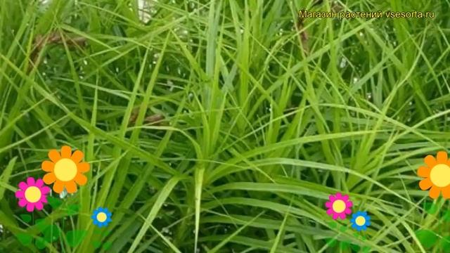 Осока пальмолистная. Краткий обзор, описание характеристик, где купить саженцы carex muskingumensis смотреть онлайн