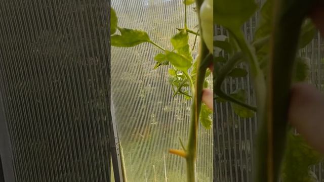 Томат Золотое сердце Америки на 27.08.22 смотреть онлайн