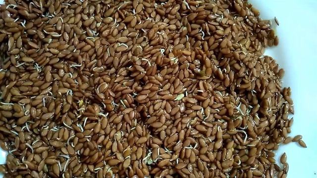 Как быстро прорастить семя льна! И в чём польза смотреть онлайн