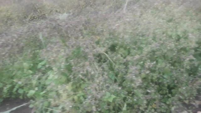 12 тыкв в одной бочке часть2#обзор_бочкистыквами#урожайнаябочка# смотреть онлайн