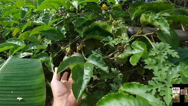 PRODUCE MAS MARACUYA(PARCHA) CON ESTOS TIPS смотреть онлайн