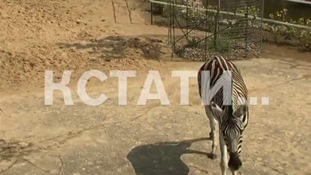 Полосатый рейс - в нижегородский зоопарк прибыла парочка зебр смотреть онлайн