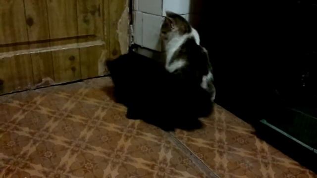 влюбленный кролик))) смотреть онлайн