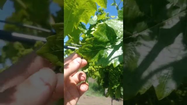 Велес виноград на перголе болезни винограда смотреть онлайн