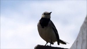 Трясогузка поёт