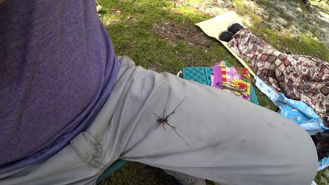 Лес. Грибы. Кама. Мясо на костре. Новоильинск смотреть онлайн