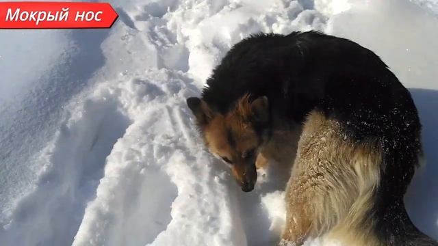 Длинношерстная ИЛИ короткошерстная овчарка. Кого ВЫБРАТЬ? смотреть онлайн