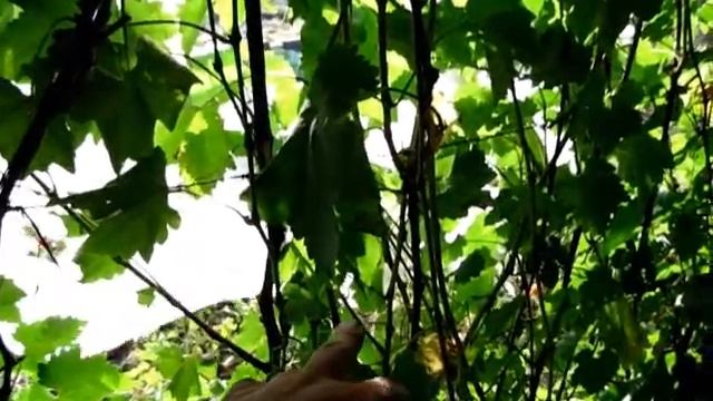 Виноград раннего срока созревания Кодрянка смотреть онлайн