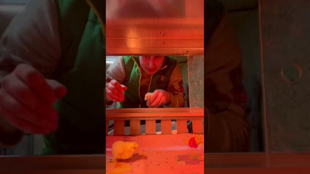 Весна 🌸 пора выводить цыплят !!!!🐥😅 смотреть онлайн