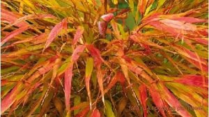 Хаконехлоа большая Николас (nicholas) ? обзор: как сажать, саженцы хаконехлоа Николас