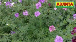 ВСЁ, ЧТО ВЫ НЕ ЗНАЛИ о ЦВЕТКЕ ВЕРБЕНА