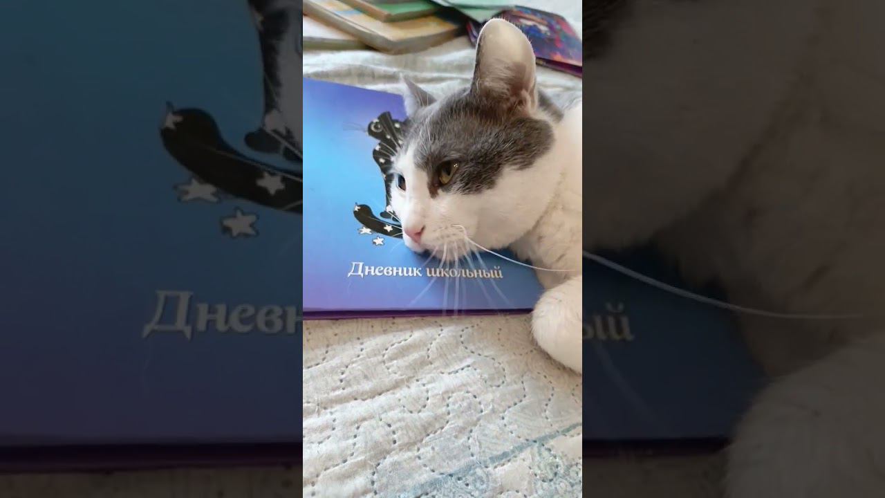 Морозы. Делаем уроки.#кот #мурзик #приколы #питомец #лайк #котики #уроки #школа смотреть онлайн