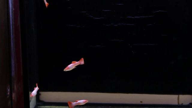 гуппи розовые короткохвостые pink guppy смотреть онлайн