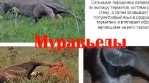 Животные экваториального леса