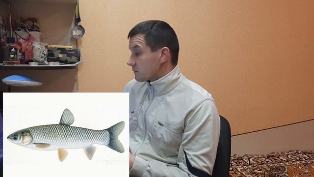 Нерест. В каком возрасте начинает нереститься лещ, сазан, карась и другая рыба смотреть онлайн