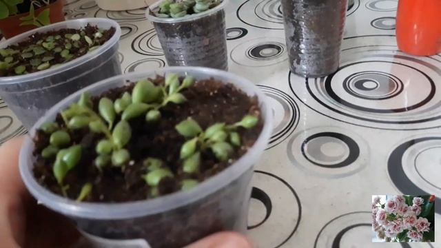 КОМНАТНЫЕ ЦВЕТЫ. смотреть онлайн