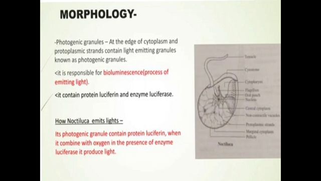 phylum dinoflagellata :Noctiluca смотреть онлайн
