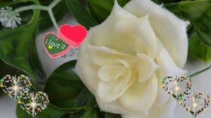 Красивая Песня ! БЕЛЫЕ ЦВЕТЫ !!!