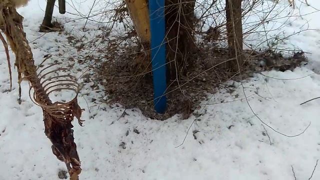 Синички-Боевые Птички.Итоги работы пернатых хищников. Выделка шкуры лисы. смотреть онлайн