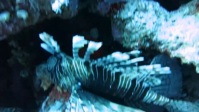 Рыбы- крылатки. смотреть онлайн