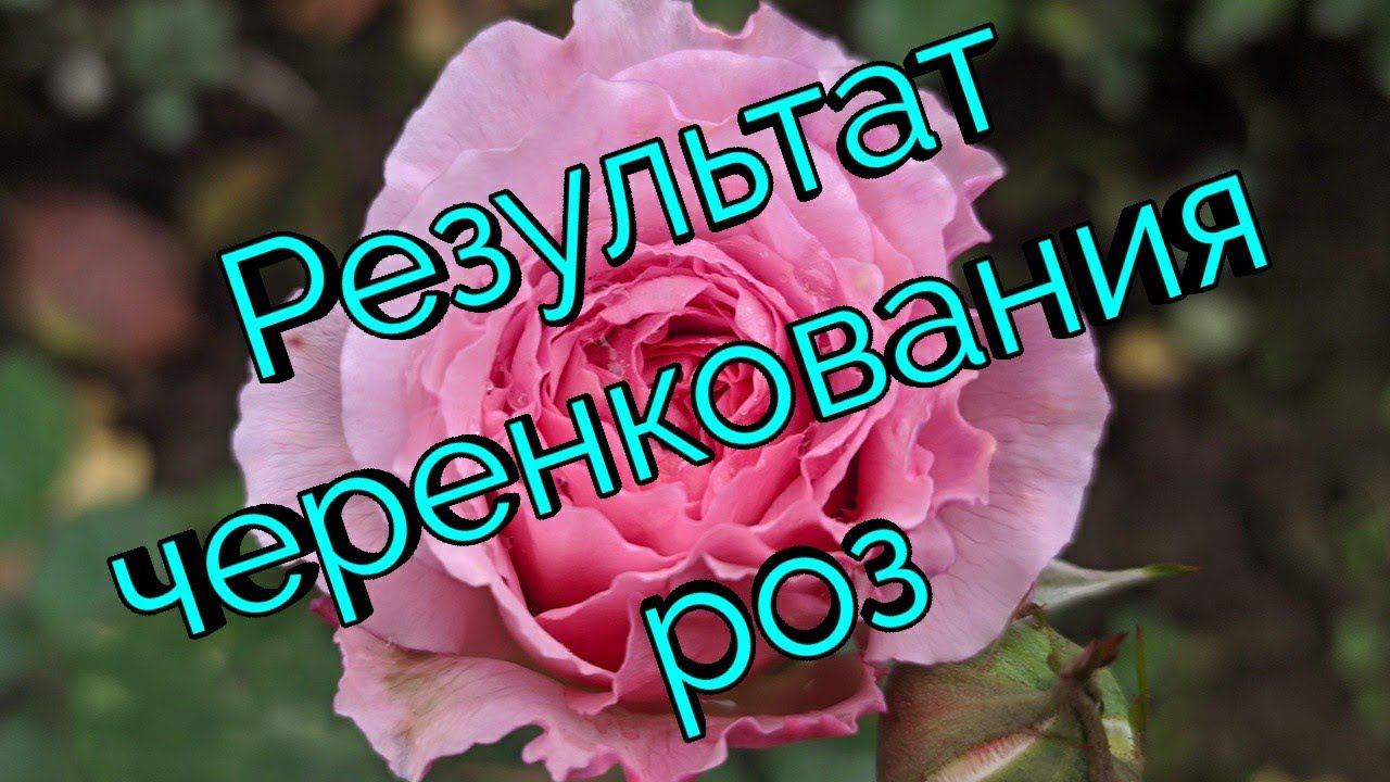 Результат черенкования роз через два месяца. смотреть онлайн