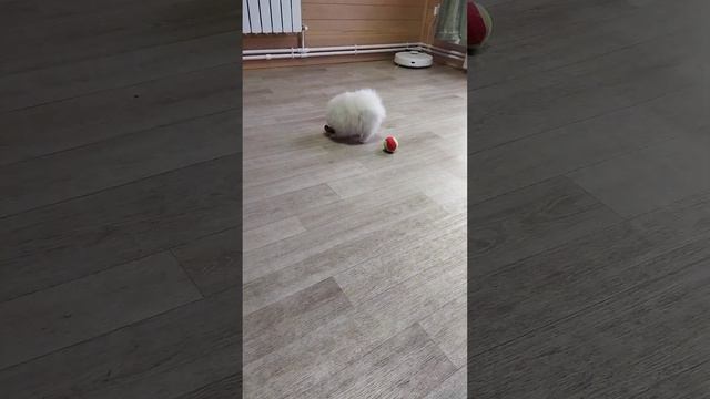 Девочка мини, шпиц смотреть онлайн