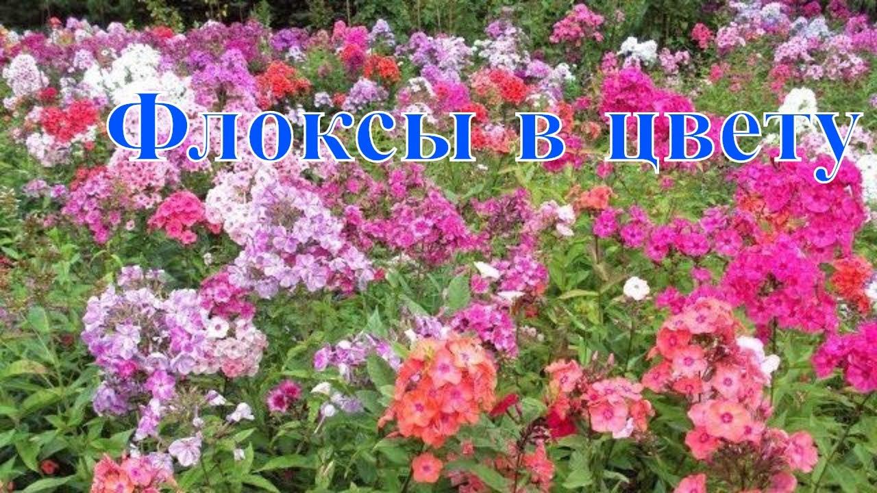 Флоксы в цвету смотреть онлайн