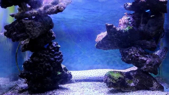 ✅Аквариум в Новосибирском зоопарке смотреть онлайн