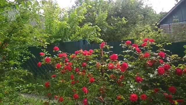 Зеленая дача и красные розы. смотреть онлайн