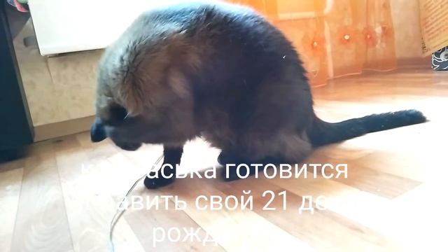 Красавчик Кот 21 год!!! Долгожитель смотреть онлайн