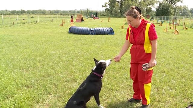 Дрессировка собак: как правильно воспитать питомца смотреть онлайн
