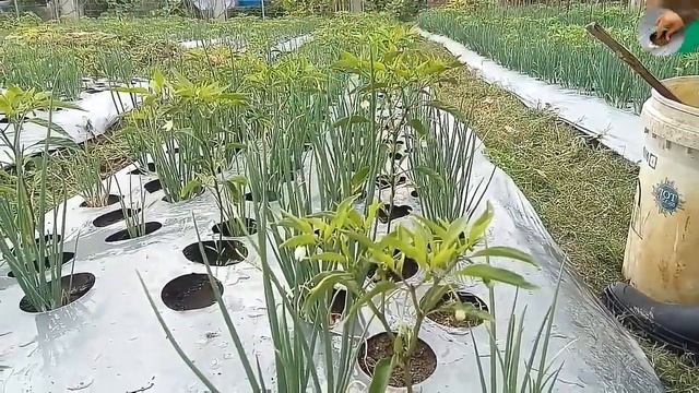 Best Types of Fertilizer Npk 16 16 And 15 15 For Beginners Part 07 смотреть онлайн