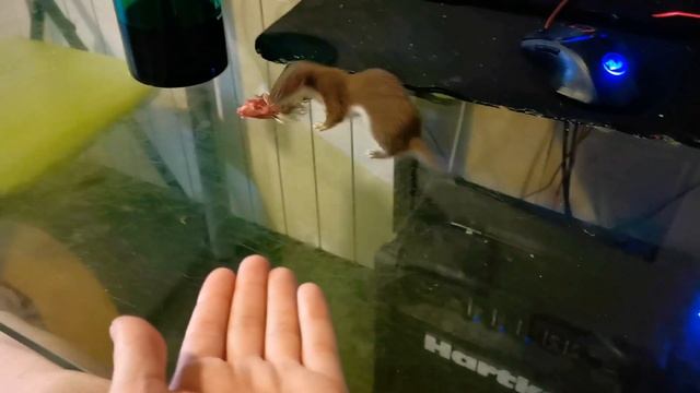 Ласка делится едой смотреть онлайн