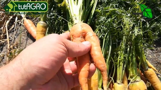 МОРКОВЬ БУДЕТ РОВНОЙ! Как вырастить гладкую ровную морковь. Рогатая морковь. Причины рогатой морков смотреть онлайн