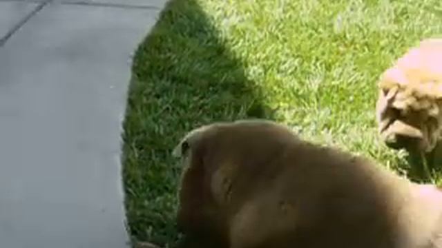 SHARPEI. MAHN-DU & YOUNG-SHIM смотреть онлайн