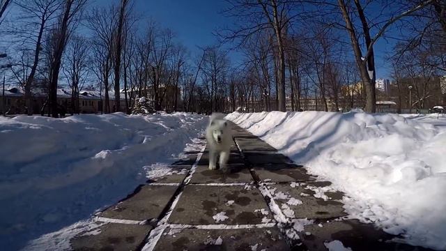 Самоедская Лайка Милка, возраст 3 месяца | Samoyed Milka - Epic Slow Motion смотреть онлайн