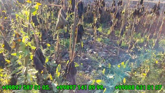 ПАВЛОНИЯ, М1, ФТЕ ва Шантон навлоридан СОТИЛАДИ ☎️975870105 #povloniya #kuchatlar #M1,FTE,shanton смотреть онлайн