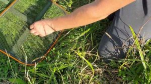 Обзор рыболовного садка с Wildberries | Рыболовный садок NAMAZU 3 метра