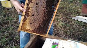 Подкормка пчел весной мёдом.развития пчелосемьи СТАРЫЙ МЕТОД.Стимуляция пчёл к в