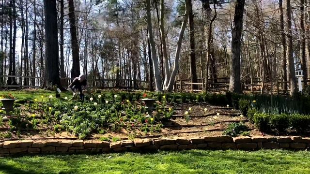 Spring plant haul, planting boxwoods, agapanthus, wave petunias смотреть онлайн