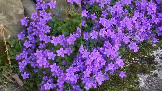 Campanula portenschlagiana смотреть онлайн