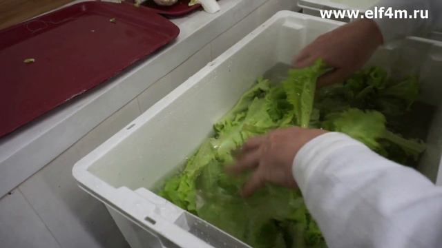 Машина для обезвоживания овощей ИПКС-134(Н) для удаления влаги с овощей и зелени после мойки (сушки) смотреть онлайн