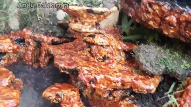 Bonsai Bambu Micro Unik Dan Inspiratif | Pogonatherum Crinitum