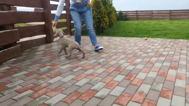 Green Boy Alive Silver 8 weeks смотреть онлайн