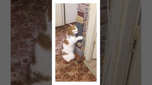 Как отучить кота портить обои смотреть онлайн