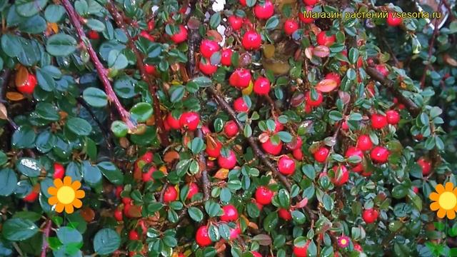 Кизильник лежачий Стрейбс Финдлинг. Краткий обзор, описание cotoneaster procumbens Streib`s Findlin смотреть онлайн