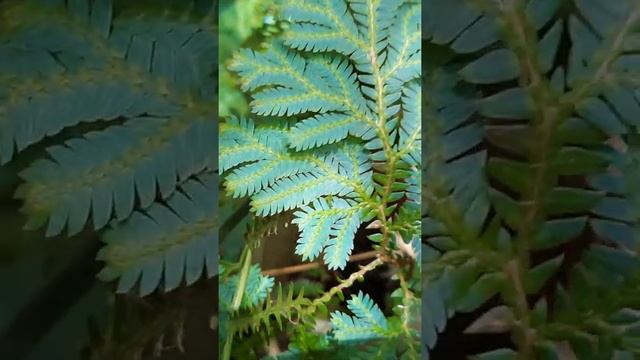 Iridecent Leaf Selaginella wildenowii #peacockfern #pakubiru